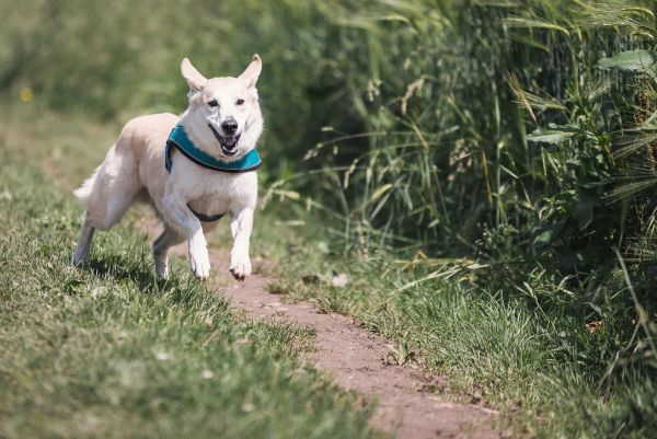 Chien détecteur de punaises de lit à paris : une aide précieuse